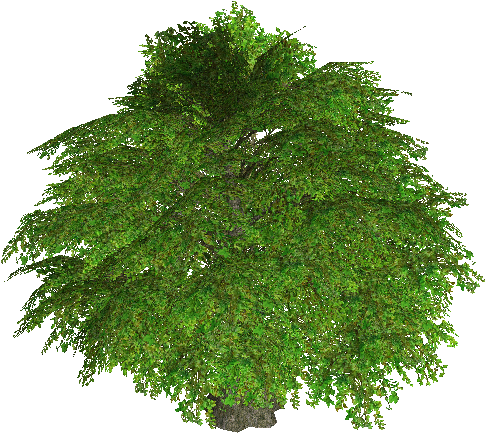 Fairy Tree of Star